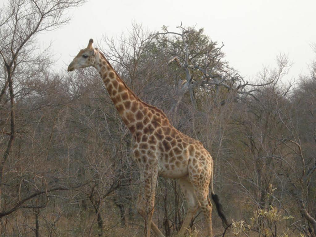 Maduma Boma Game Conservancy Hoedspruit Exterior foto